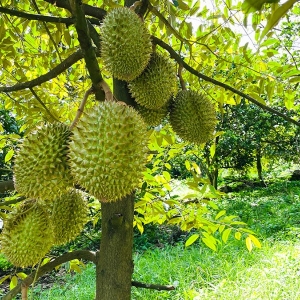 ky-thuat-trong-sau-rieng-o-mien-tay-chuan-hieu-qua-vat-tu-nong-nghiep-dat-quyen