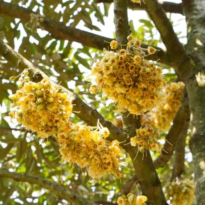 kinh-nghiem-xu-ly-ra-hoa-sau-rieng-va-dau-qua-chat-luong