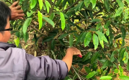 Kỹ thuật chăm sóc sầu riêng và phòng trị 9 loại bệnh phổ biến