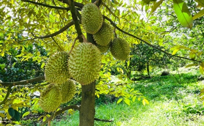 Kỹ thuật trồng sầu riêng ở miền Tây chuẩn, hiệu quả – VẬT TƯ NÔNG NGHIỆP ĐẠT QUYỀN