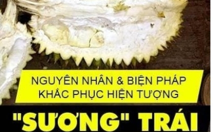 Sầu riêng sượng – Nguyên nhân & 7 biện pháp khắc phục