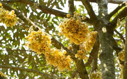 Kinh nghiệm xử lý ra hoa sầu riêng và đậu quả chất lượng